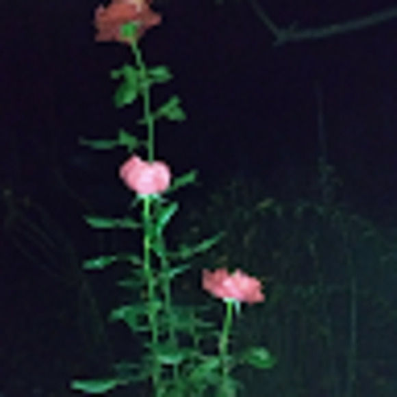 Meet your Posher, Sandra - Picture 1 of 1